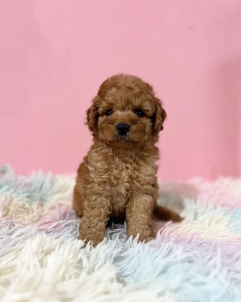 DÜNYA TATLISI TOY POODLE YAVRULARI