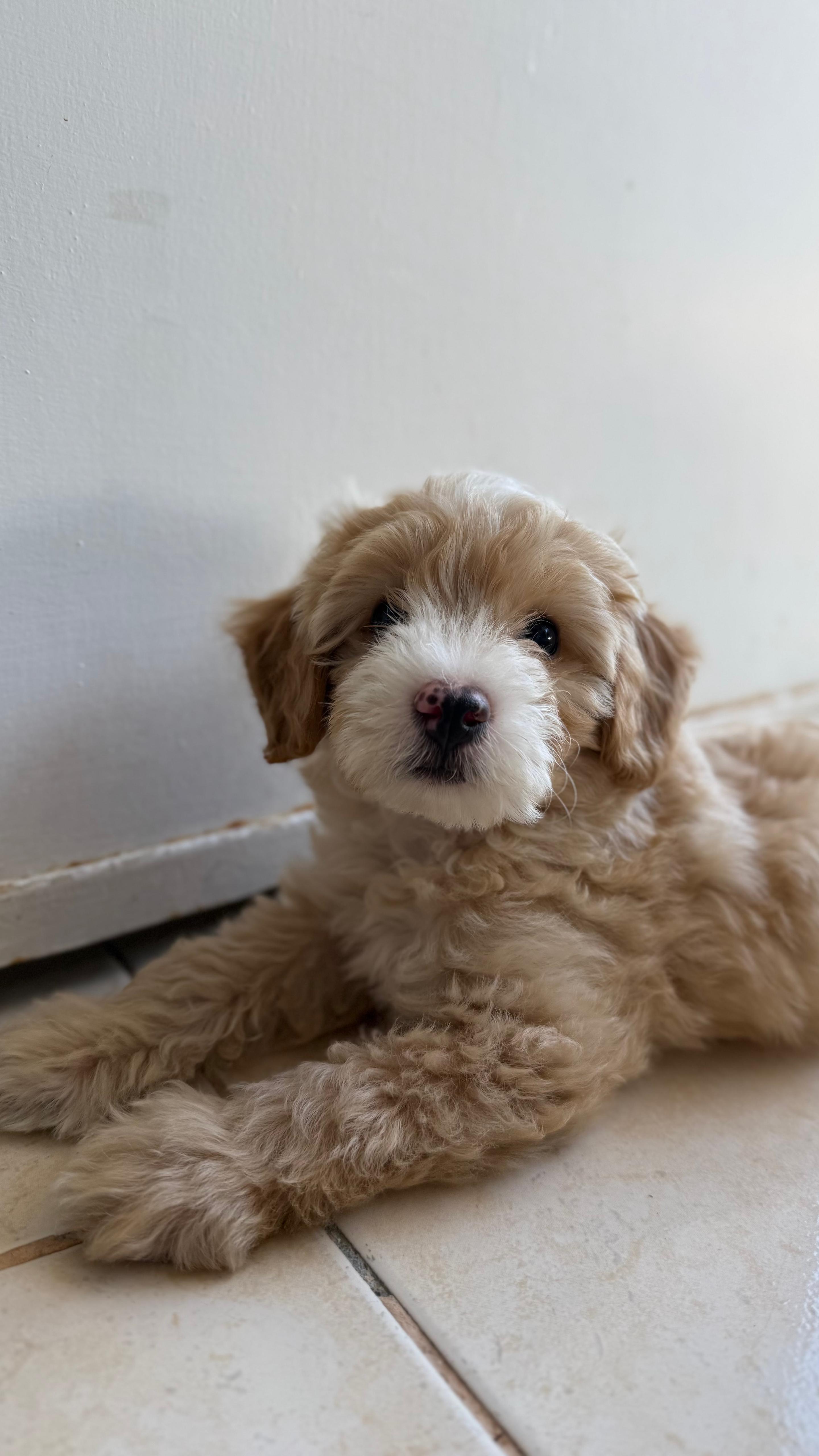 Erkek Maltipoo Yavrumuz