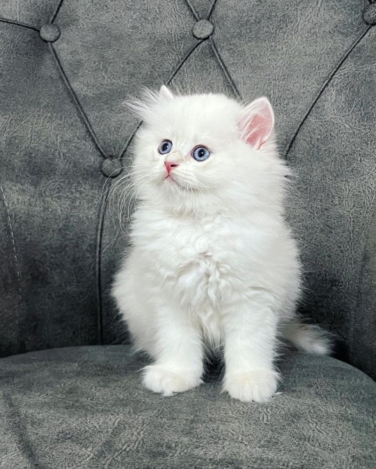 BRİTİSH LONGHAİR YAVRULARI