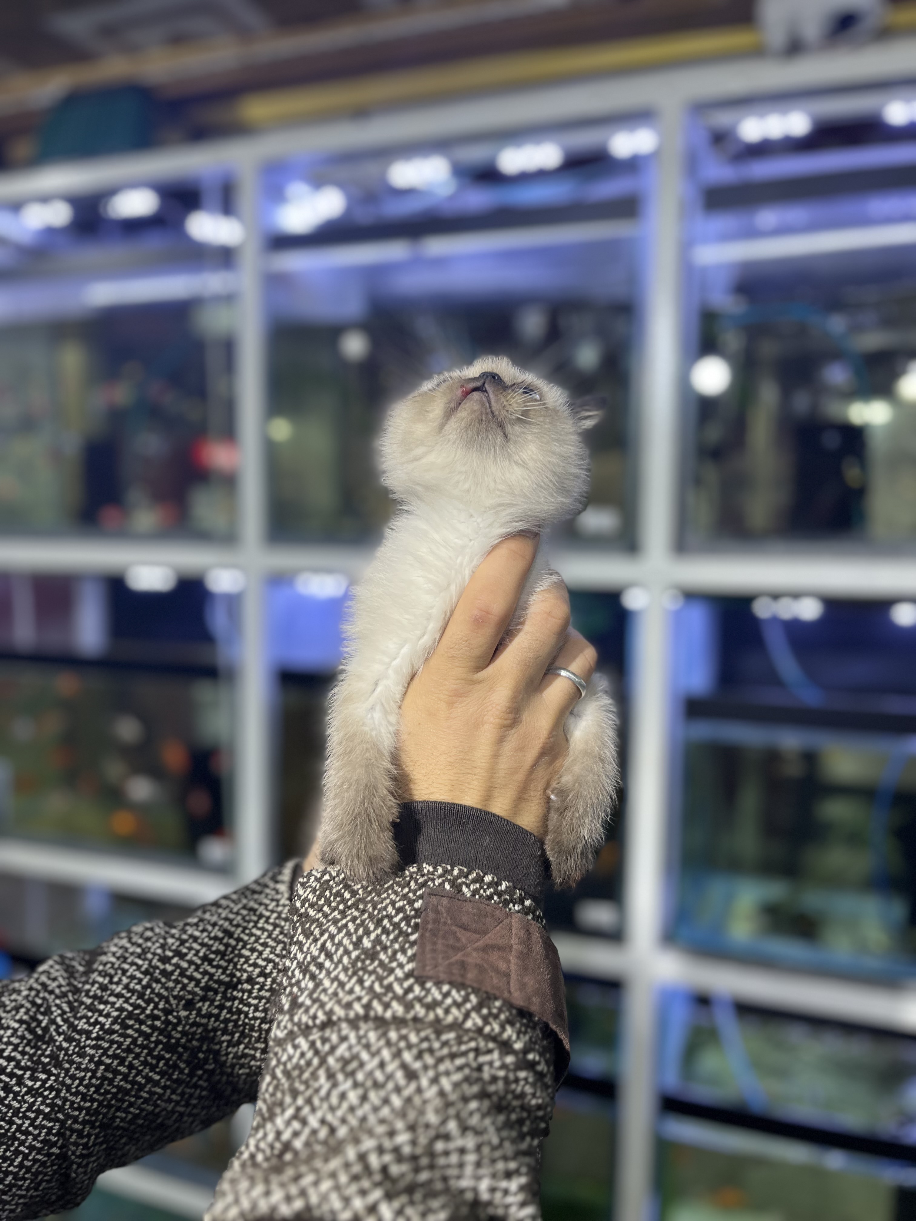 A kalite exotic shorthair / blue point yavrumuz 2 aylık erkek