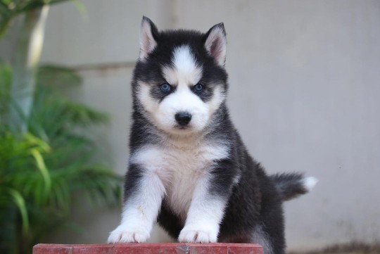 SİBİRYA KURDU YAVRULARI