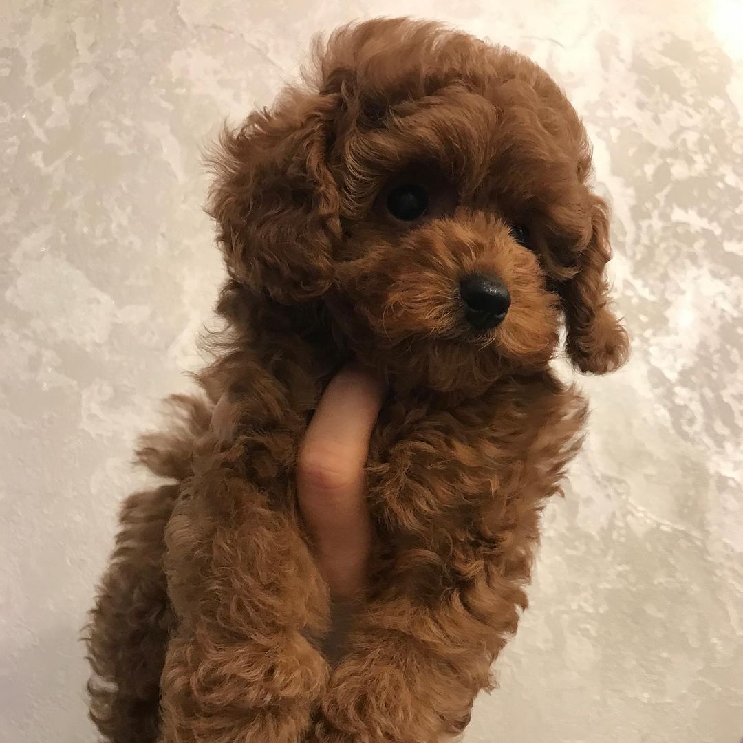 EFSANE TOY POODLE YAVRULARI