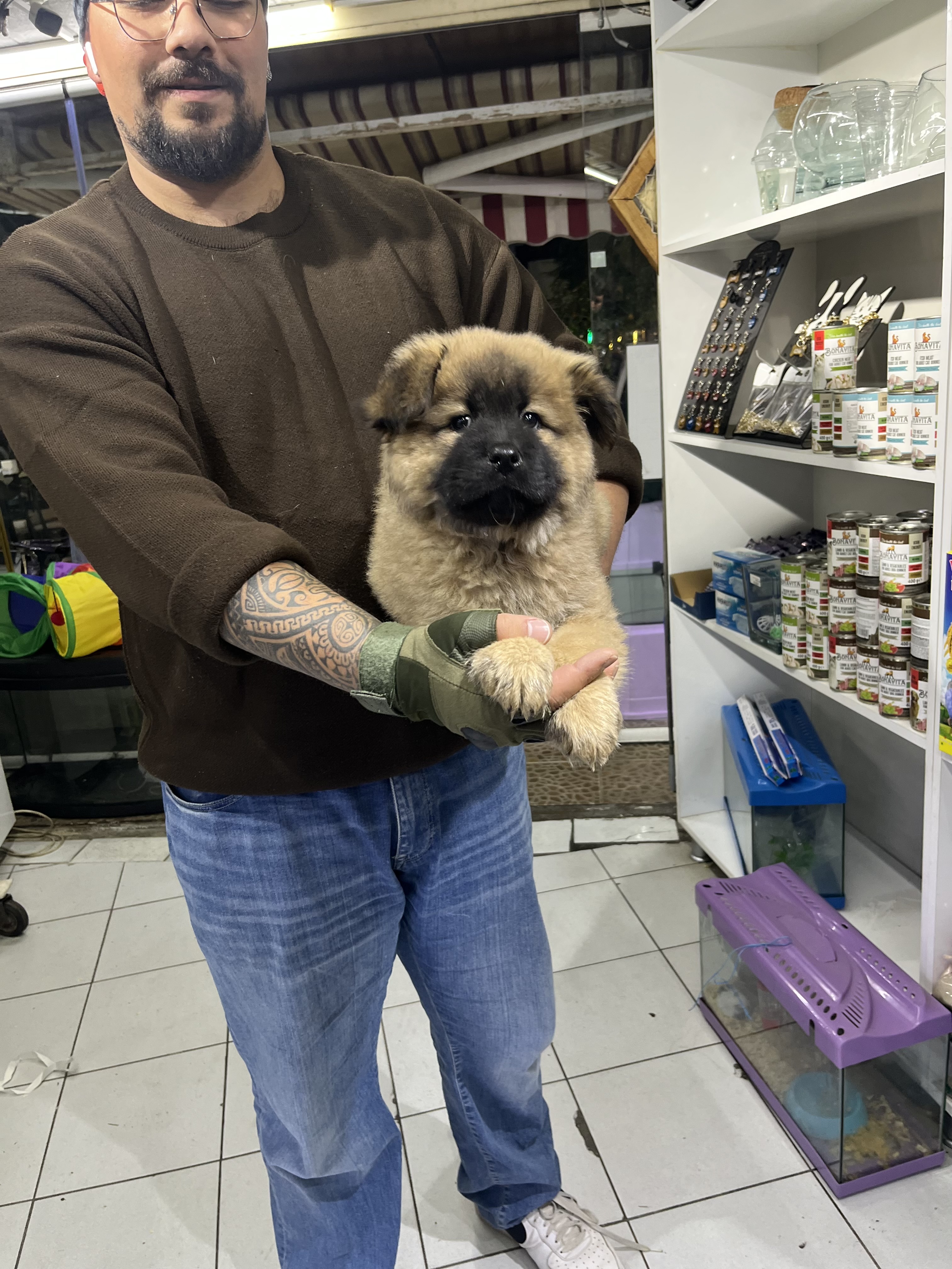 A kalite Çin aslanı erkek yavrumuz 2.5 aylık