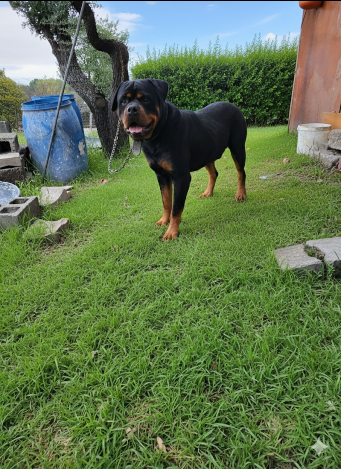 Erkek rotweiller yavrularımız 