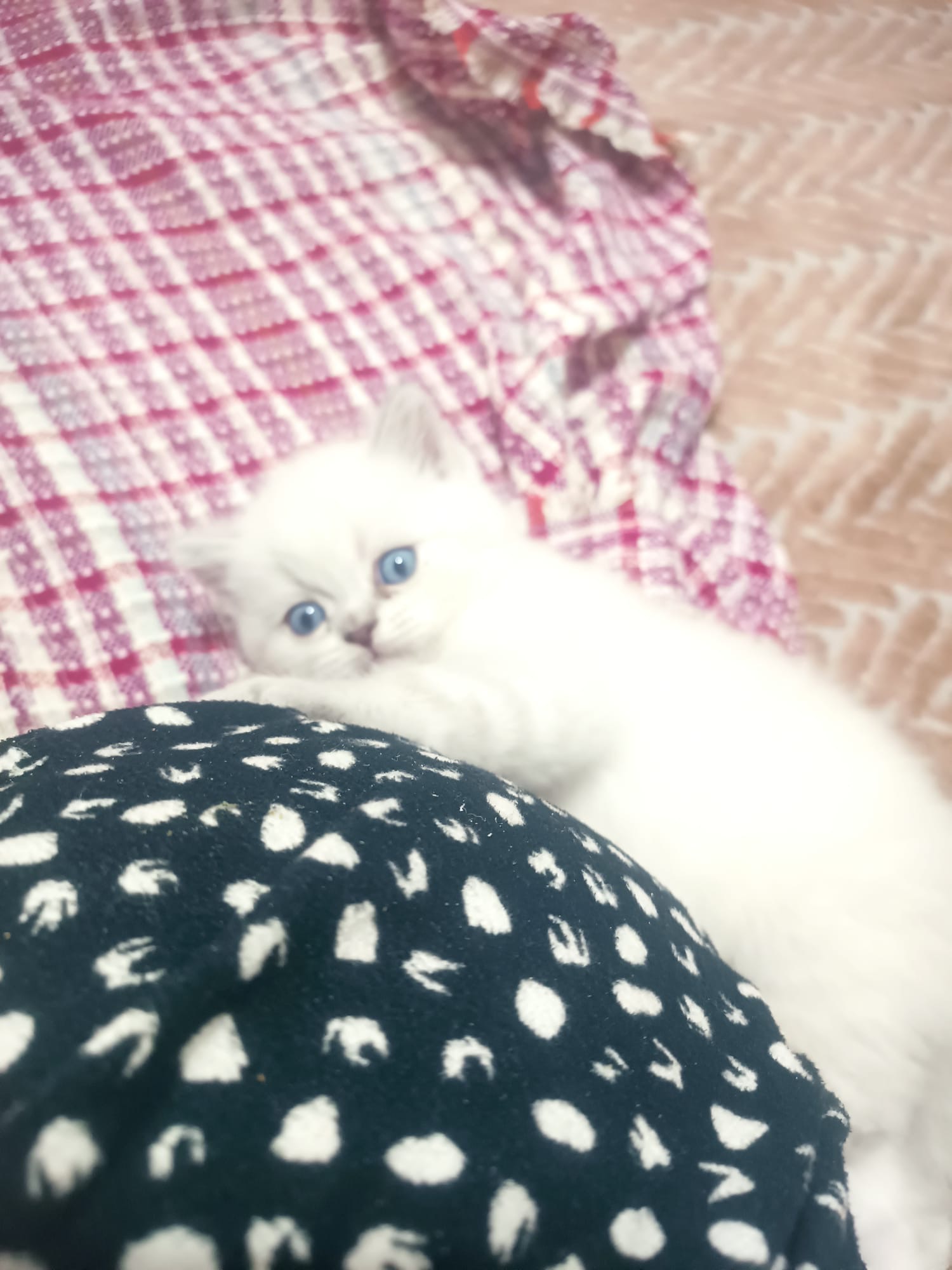 British ve skotish yavrularımız hazır