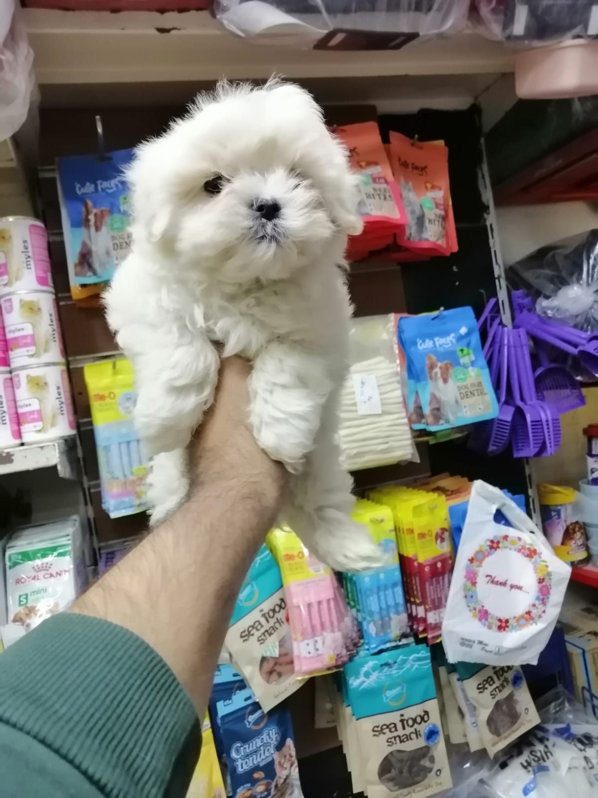 Maltese terrier yavrularımız sağlık ve ırk garantilidir 