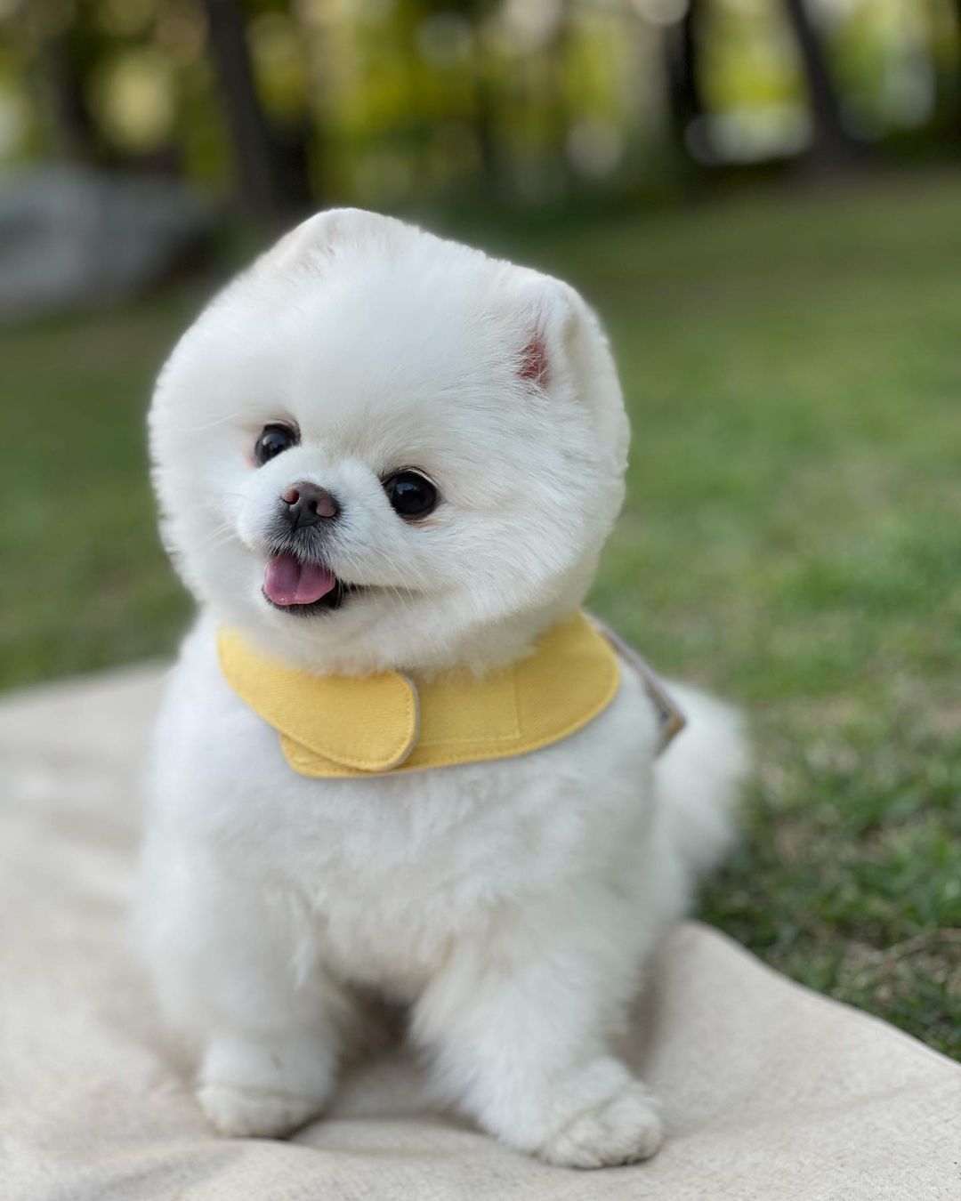 AYI SURAT POMERANİAN BOO YAVRULARI