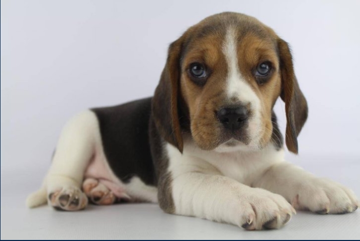 ELİZABETH 3 RENK BEAGLE YAVRULARI