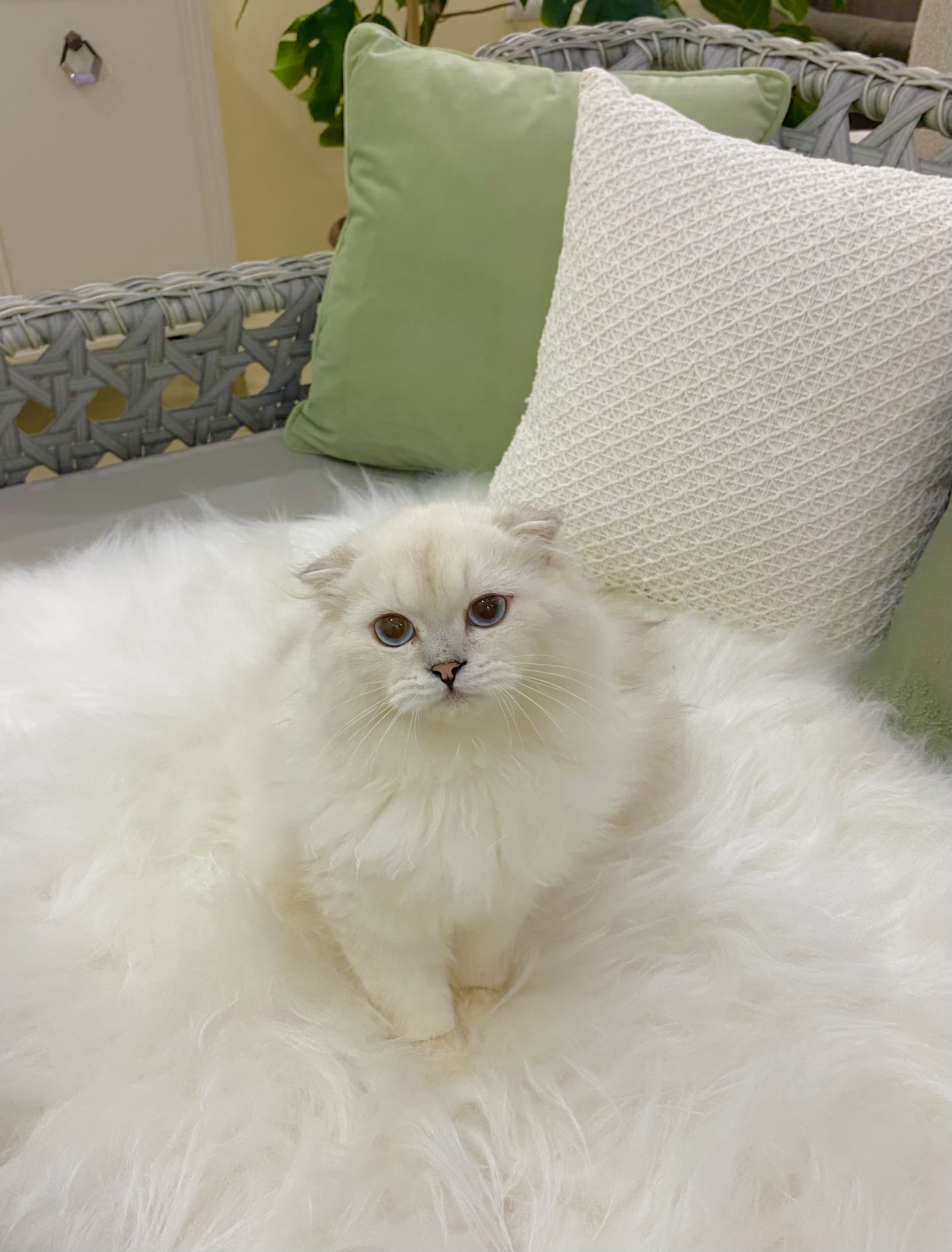 Özel Scottish Fold Erkek