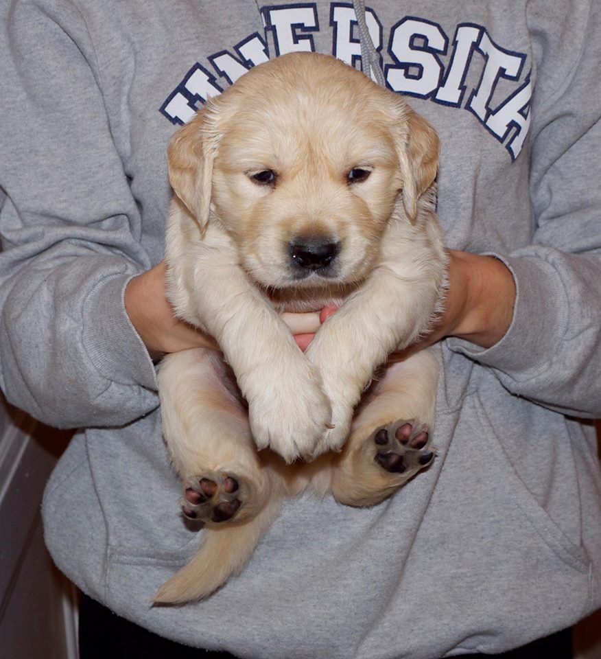 GOLDEN RETRİEVER YAVRULARI