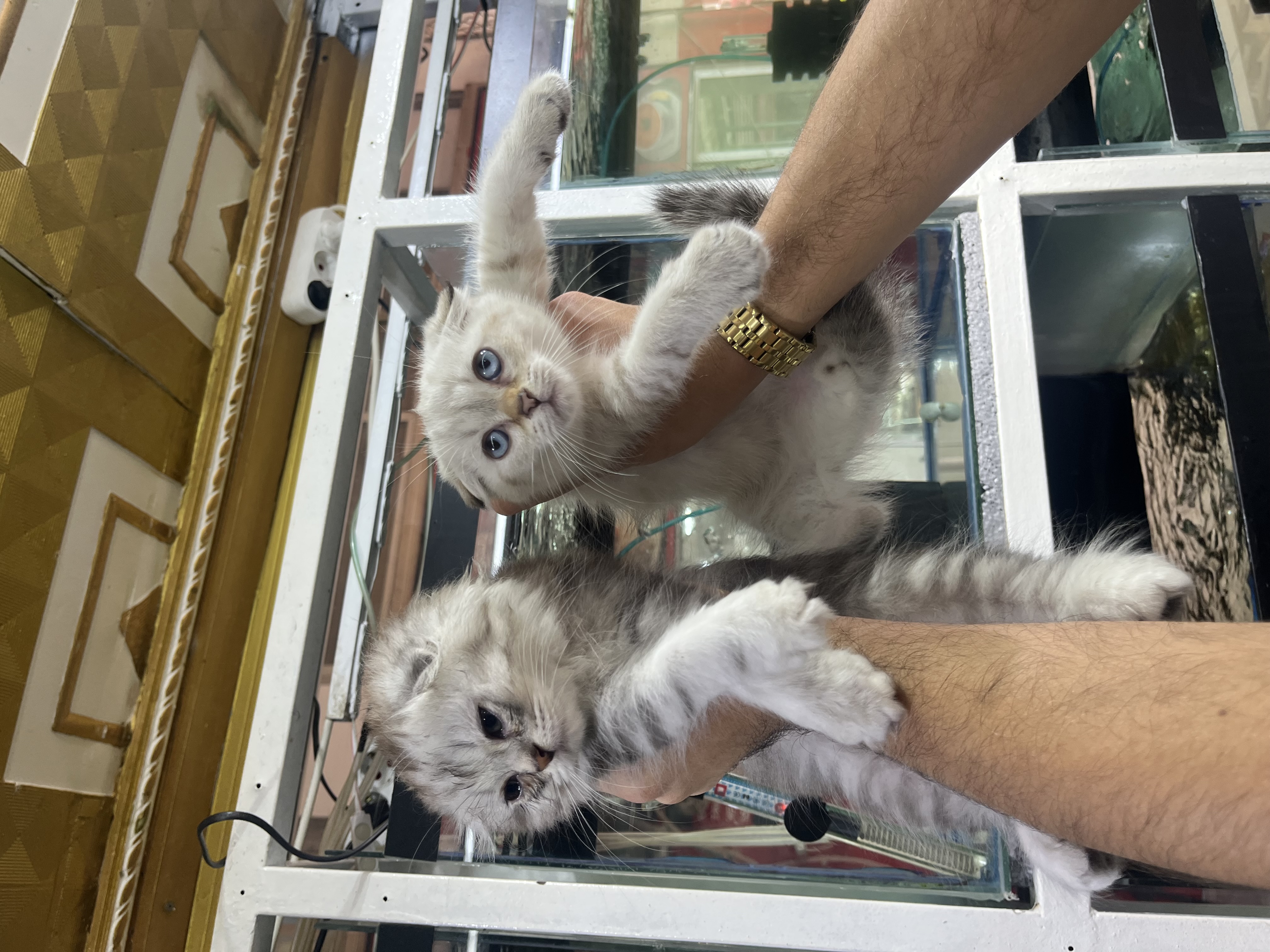Scottish fold 