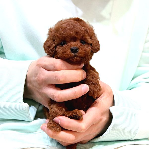 TOY POODLE kore bebeklerimiz