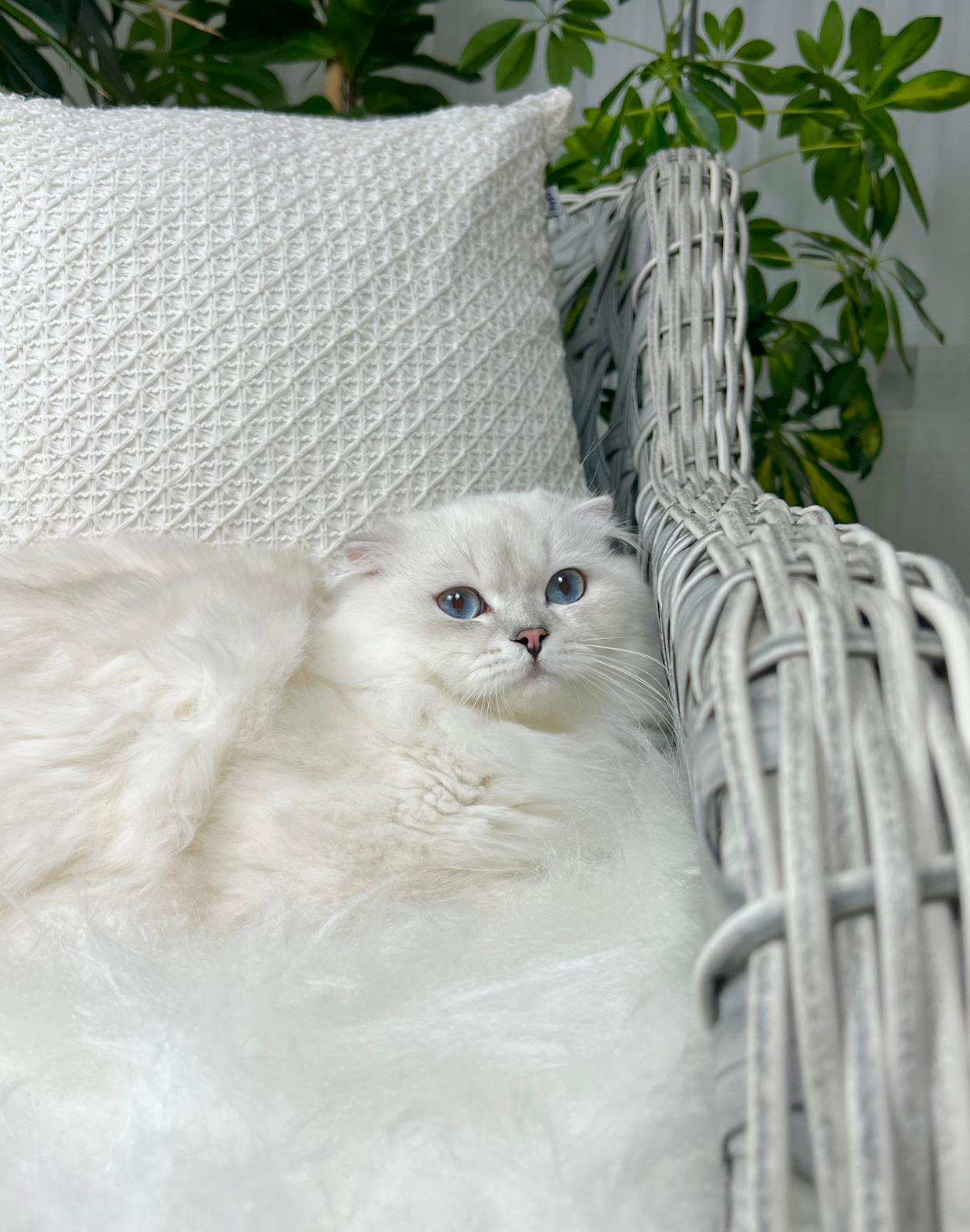 Özel Scottish Fold Longhair Erkek