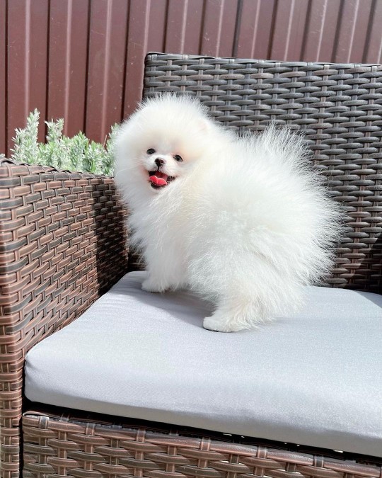 IRK GARANTİLİ POMERANİAN BOO YAVRULARI